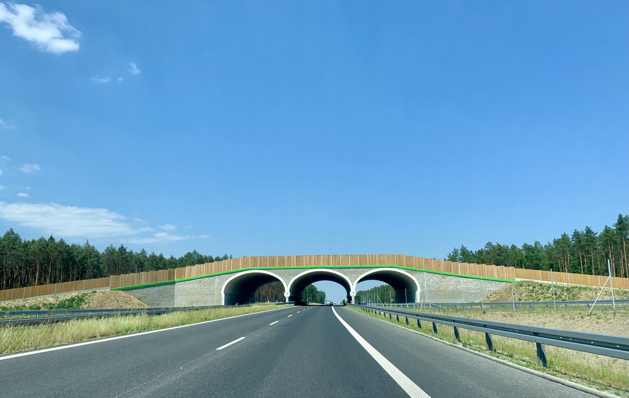 A wildlife overpass carrying forest across a motorway