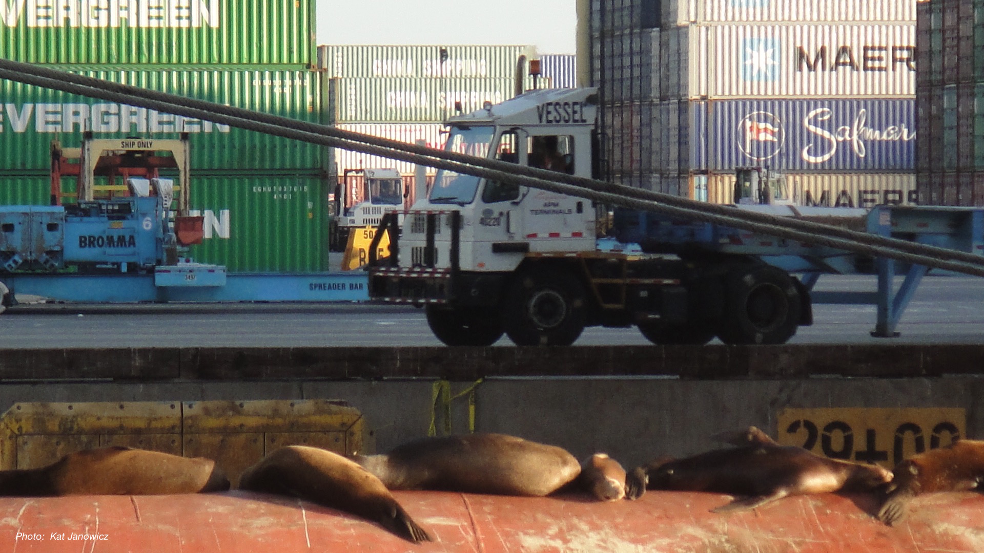 Seals at Port of Los Angeles